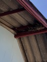Nature-Compatible Bird Control Solutions for Factories in Thailand
